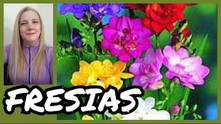 🌷FRESIAS FLORES✔️Fresia Planta Cuidados y ReproducciónVeronicaCampaniniPlantas [upl. by Abbye]