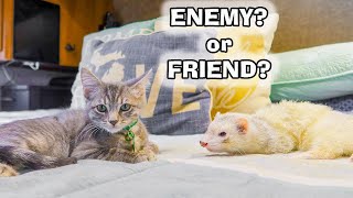 Ferrets Meet a Kitten for the 1st Time [upl. by Ordnael]