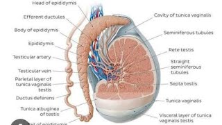 Erkaklar jinsiy sistemasi gistologiyasi [upl. by Melas]
