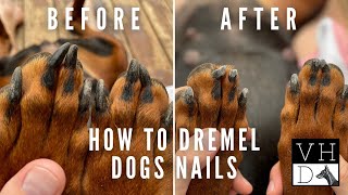 How To Dremel Your Dogs Nails  Slow Motion Close Ups [upl. by Dickman]