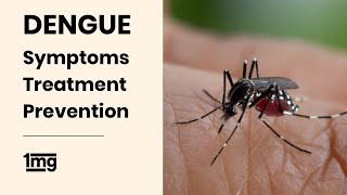 Dengue  Symptoms  Treatment  Prevention  1mg [upl. by Attiuqihc583]