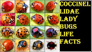 Coccinellidae  Ladybugs  insect histrology [upl. by Adamok]