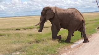 Amboseli National Park PartI [upl. by Enelegna]