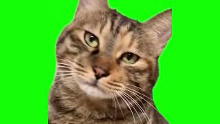 disappointed cat meme green screen [upl. by Fenwick]