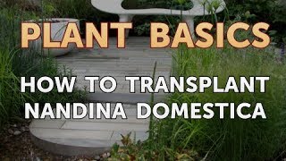 How to Transplant Nandina Domestica [upl. by Lathe506]