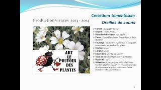 Cerastium tomentosum Oreilles de souris plante vivace [upl. by Resneps]