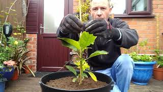 Planting Brugmansia and Brassaiopsis mitis [upl. by Mychal]