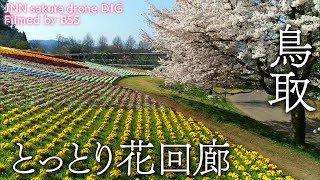 とっとり花回廊 鳥取県南部町 【JNN sakuraドローンDIG】 [upl. by Hanus]