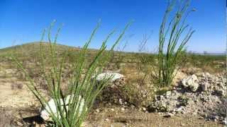 Ocotillo [upl. by Nahsin]