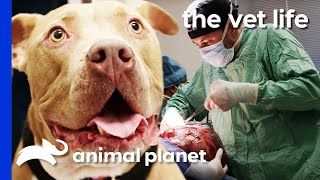 Vet Removes Enormous 16lb Tumor From Dogs Abdomen  The Vet Life [upl. by Besse766]