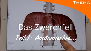 Welche Atemtechnik ist die Richtige Wir fragen den Experten das ZWERCHFELL  Teil 1Anatomie [upl. by Sihunn]