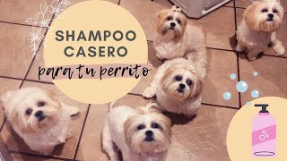 SHAMPOO CASERO para PERROS  huele rico humecta y suaviza  ROGSA [upl. by Schoenberg]