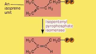 Squalene Synthesis  Biosynthesis of Cholesterol [upl. by Baoj]