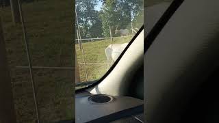 Scimitar horned oryx Filmed at the Atlanta Safari Park in Commerce GA [upl. by Niamor]