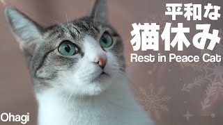 平和なまったり猫休み [upl. by Darya]