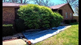 Cutting Back Overgrown HedgesUncovering Windows [upl. by Sinnal]