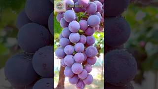 Amazing sweet fruits with HEART TOUCHING🍇🍏 shorts fruit lovers fruitcutting satisfying [upl. by Nymzaj153]