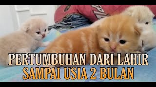 LUCUU amp MENGGEMASKAN Perkembangan Anak Kucing Dari Lahir Sampai Usia 2 Bulan [upl. by Atilemrac]