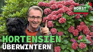 Bauernhortensien überwintern  Horst sein Schrebergarten [upl. by Haraj]