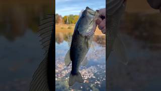 Using a snagged lure i find bassfishing [upl. by Wiatt]