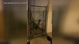 Watch Man attacked by raccoon while walking in South Philadelphia [upl. by Analim]