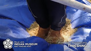 Wild Rice Processing Threshing [upl. by Euqinorev]