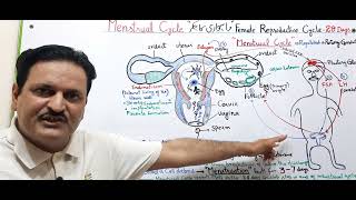 Menstrual Cycle in FemaleFemale Reproductive CycleMenstruationFSHLHOvarian cycle [upl. by Heilman229]