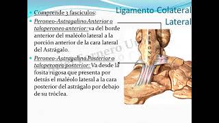 Articulación del Tobillo [upl. by Hamon388]