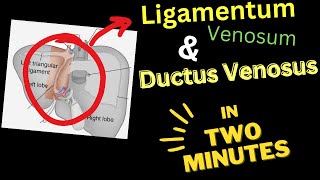 Ligamentum VENOSUM  Ductus VENOSUS  In 4 Minutes [upl. by Genna]