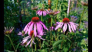 The Benefits of Echinacea [upl. by Nallad]