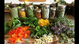 How I Dehydrate and Store Herbs [upl. by Gladdie]