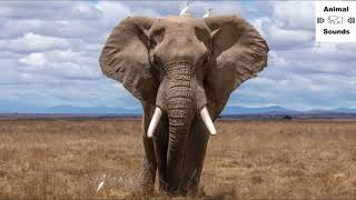 What Sound Does An Elephant Make  Animal Sounds Elephants Sounds [upl. by Eillas]