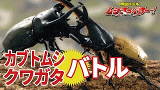 【公式】カブトムシ・クワガタムシの甲虫バトル ムシファイター！【フルバージョン】70min [upl. by Cohlier]