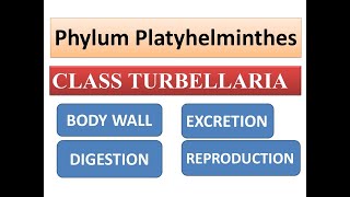 Class Turbellaria Body wallDigestionExcretion and Reproduction  Phylum Platyhelminthes [upl. by Burnaby]