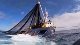 Asombroso barco moderno con las técnicas de pesca mas avanzadas captura de atún en mar abierto [upl. by Olds]