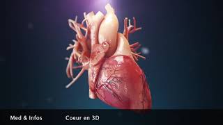 Anatomie du coeur Animation 3D [upl. by Rustice]