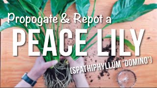 peace lily  How to Propagate  Repotting  Care Guide [upl. by Nnaitsirk158]