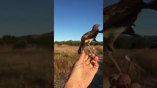 Liberando RUISEÑORES COMUNES en el Marjal dels Moros Sagunto  Anillamiento de aves 🐦  shorts [upl. by Asil]