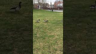 Wild Ducks At Kingsborough Community College [upl. by Ettennej189]