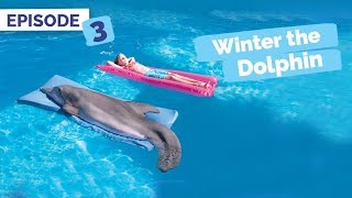 Dolphin Tale Memories  Winter the Dolphin Saving Winter  Episode 3 [upl. by Leipzig]