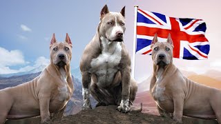 10 ROYAL ENGLISH DOG BREEDS [upl. by De]