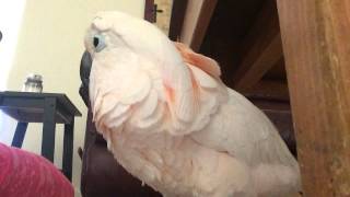 Gotcha the Cockatoo being THE Sweetest bird talking EVER [upl. by Adelle]