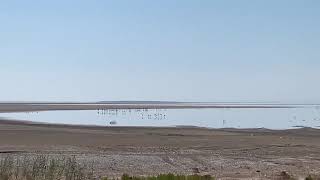 Flamingos are back on Qarun lake for New season 🌴 Falmingo birds watching migration in Fayoum [upl. by Iggam]