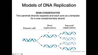 DNA Replication Models [upl. by Gabrielli]