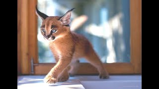 Cutest Baby Caracal Compilation [upl. by Brout]