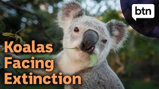 Protecting Koalas from Extinction  Behind the News [upl. by Netram]