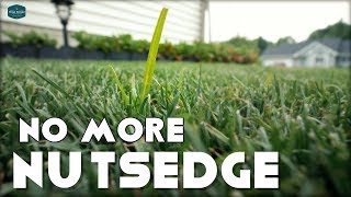 How To Get Rid of Nutsedge In Your Lawn [upl. by Jesus]