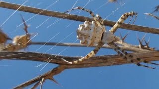 İri gri Zehirli Örümcek Argiope Lobata [upl. by Cralg]