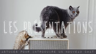 Comment présenter deux chats ou plus  Quelques astuces pour accueillir un nouveau chaton [upl. by Anawak957]