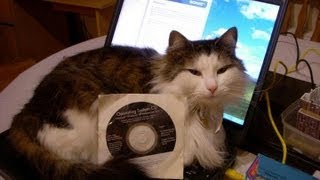 Why Do Cats Love Computers [upl. by Ieppet452]